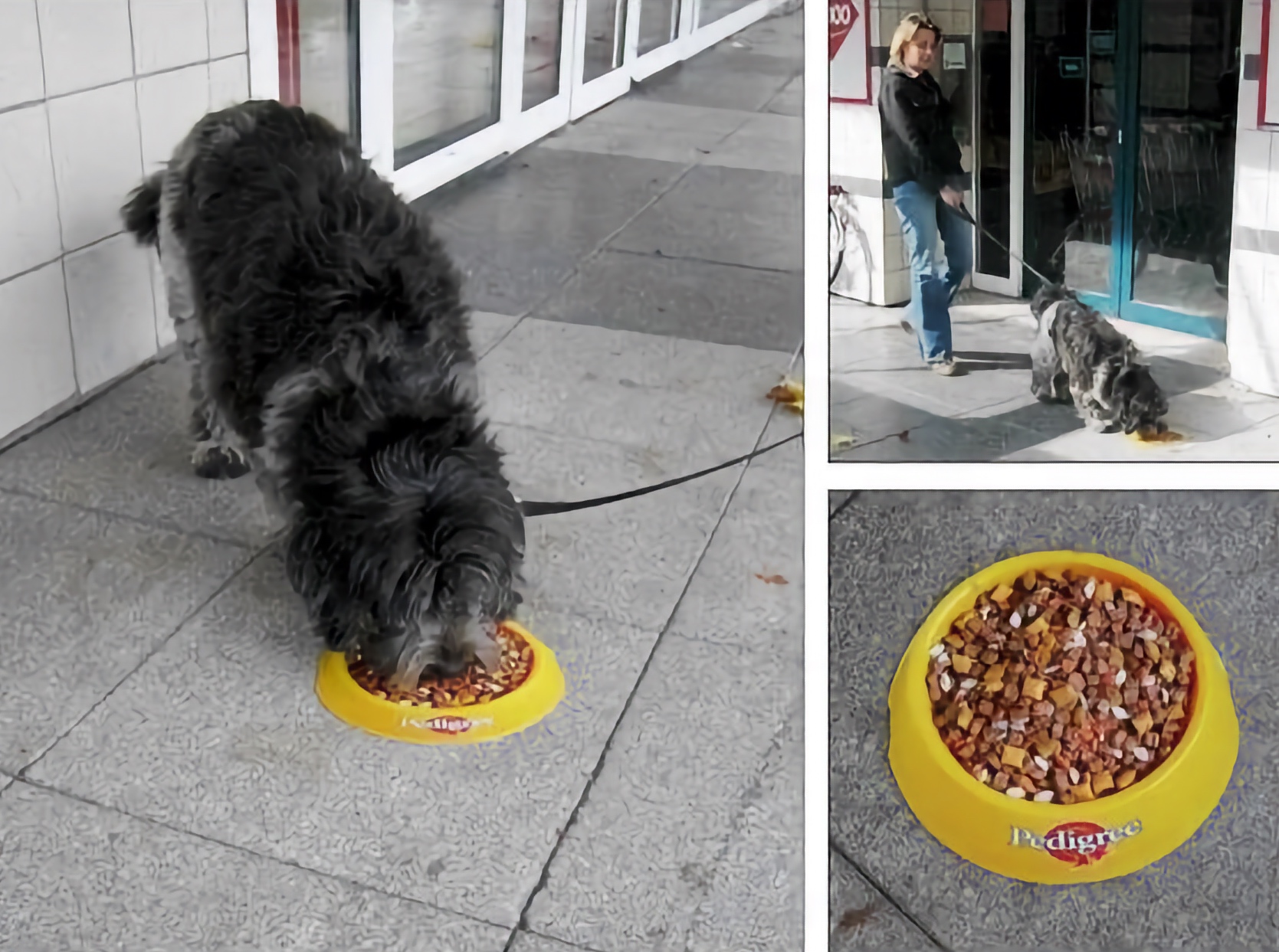 Pedigree Dog Food Sticker